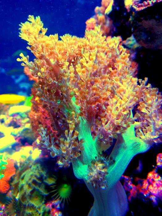 Corais Kenia tree vários