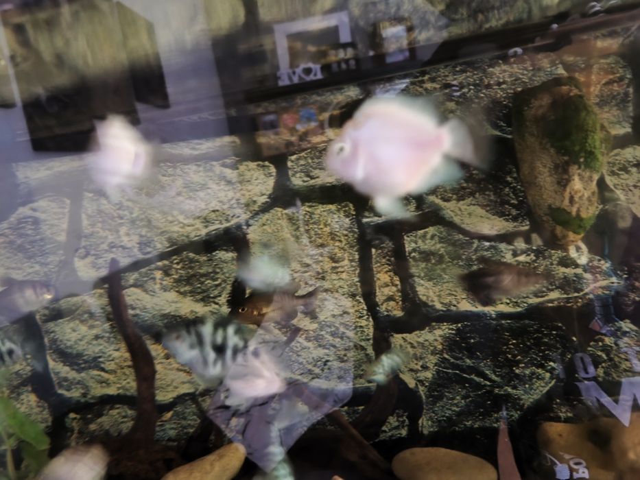 Peixe papagaio blue sapphire