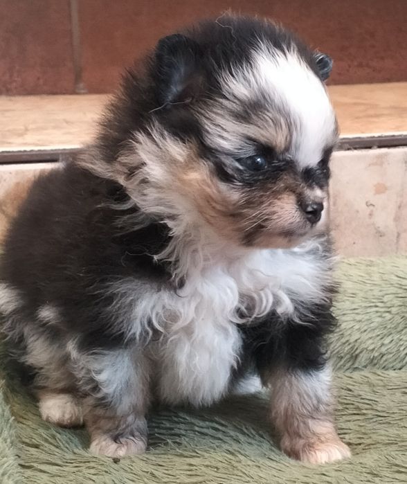 Szpic miniaturowy. Pomeranian. Sunia.