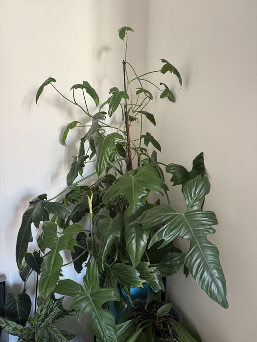 Duży Philodendron Pedatum / Florida