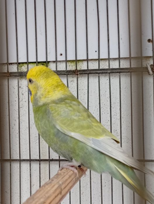 Piriquitos arco íris