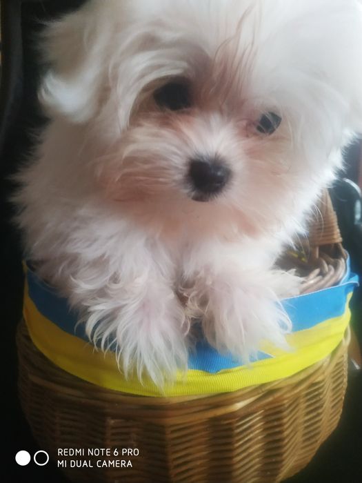 Мальтійські болонки,хлопчик,дівчинка