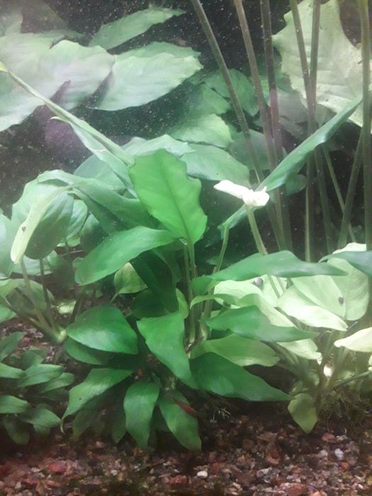 Анубиас Глабра минима.