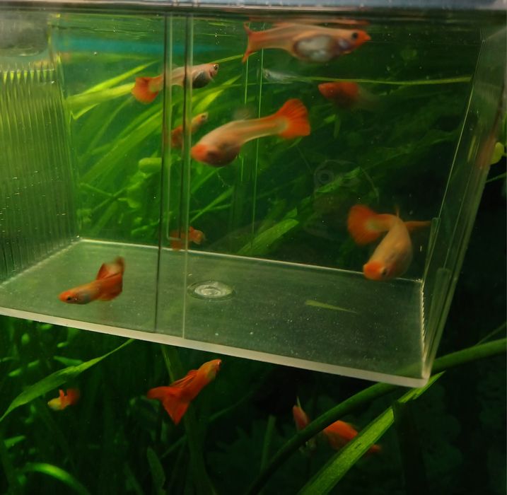 Молінезії , Гуппі, Анциструси.