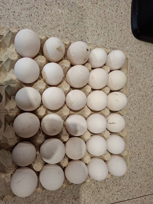 Jaja legowe LEGHORN, tenczanka ,TĘCZANKA