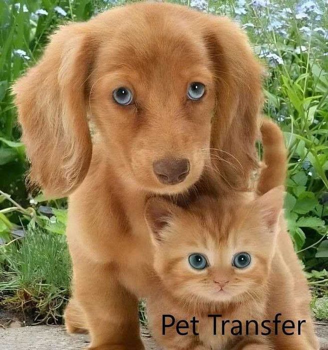 перевезення тварин. Харків. по Україні.