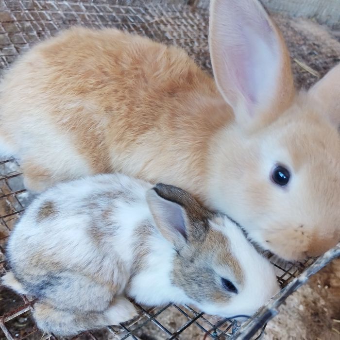 Coelhos caseiros e para criar