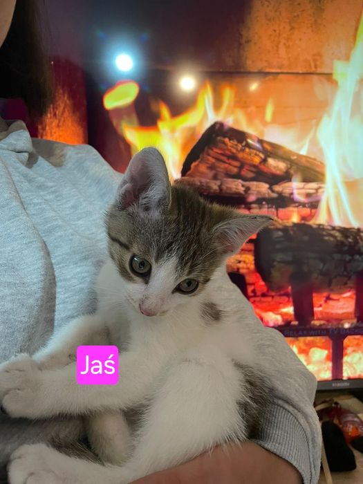 Jaś i Małgosia szukają domu