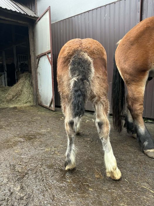 Klacz zimnokrwista z źrebakiem zamiana