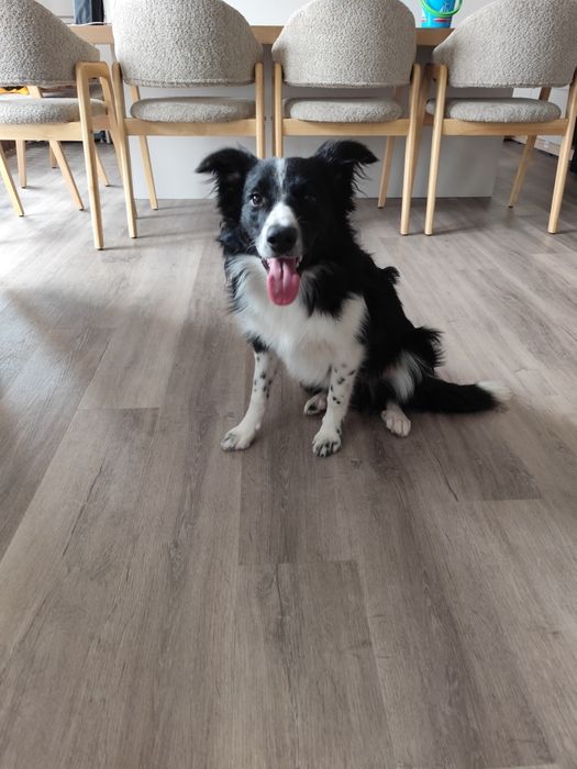 Border Collie (6 meses)