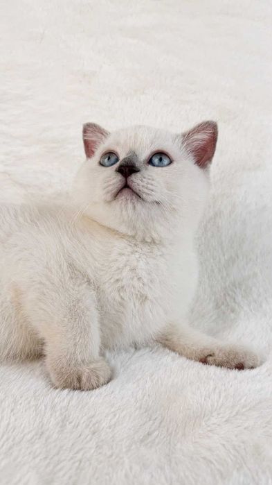 Gatinho Scottish Straight shorthair blue point
