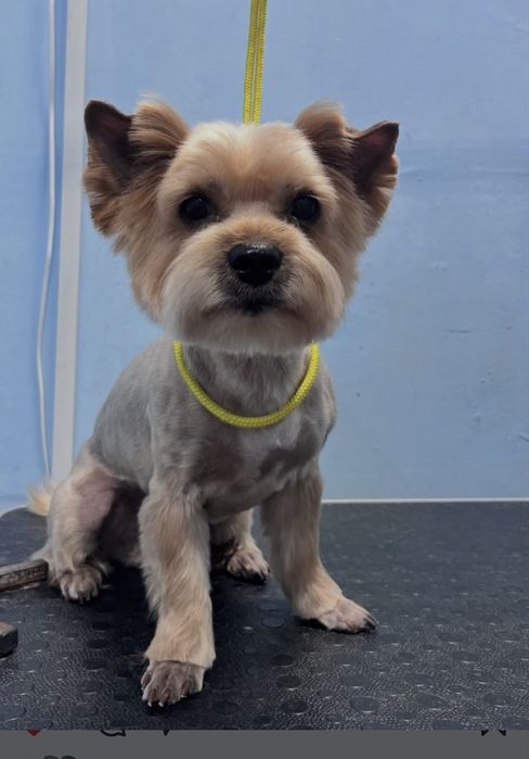 Грумінг .Холодна гора