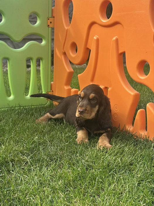 Szczeniak Cocker Spaniel Angielski - Chłopiec Czekoladowy