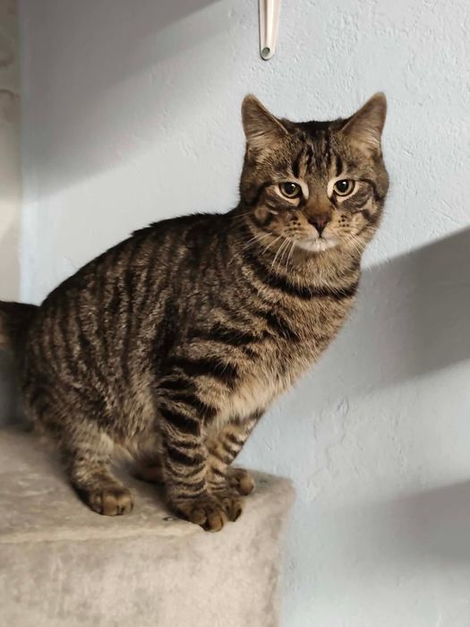 8 miesieczny Tuliś szuka cudownego domku