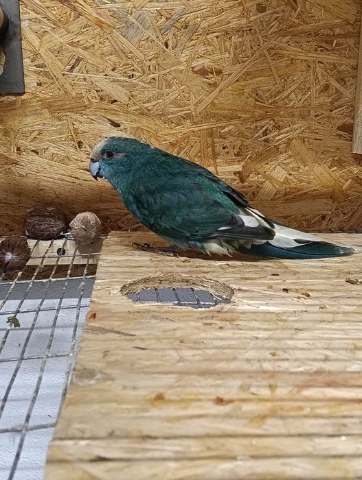 Casal kakarikis novo