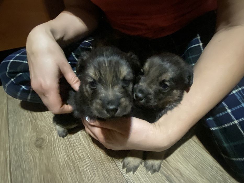 Віддам цуценят в добрі руки