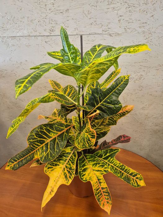 Kroton - Croton Excellent P19 60-70cm