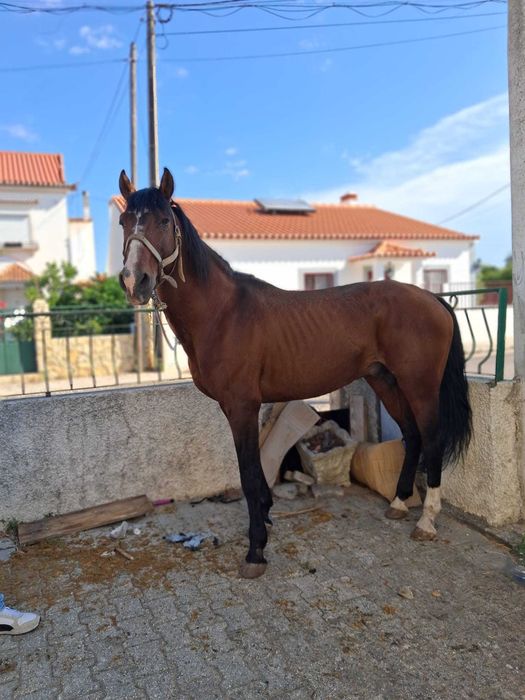 Vendo cavalo lusitano inteiro