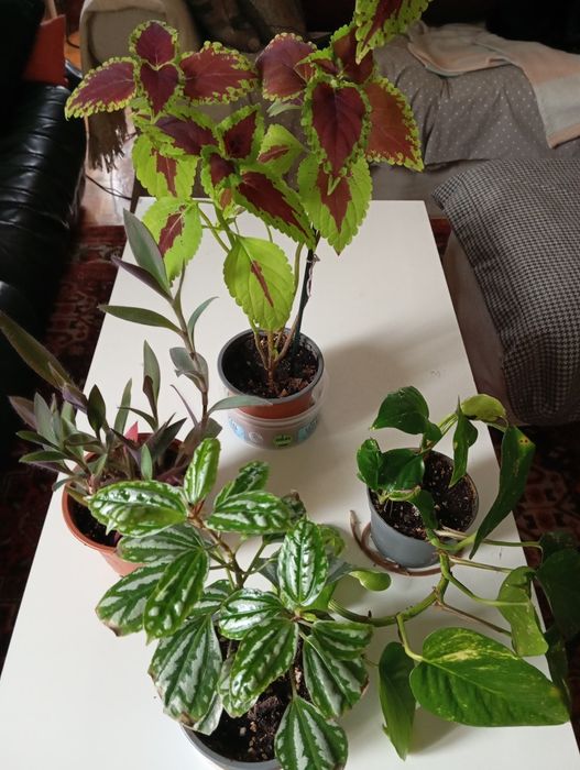 Plantas Naturais 4 euros cada