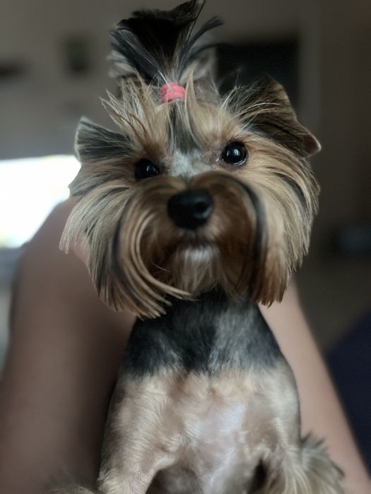 Гарнючі цуценята йоркшерський терьер