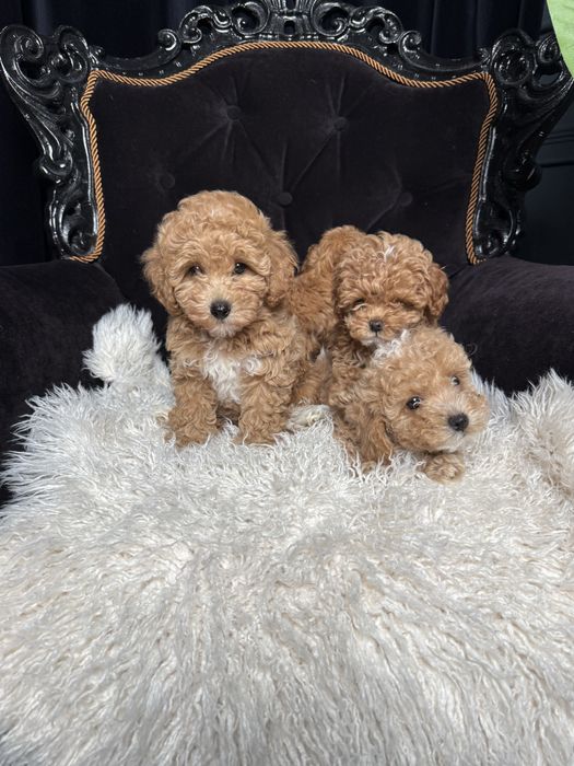 Дуже гарні цуцики мальтипу