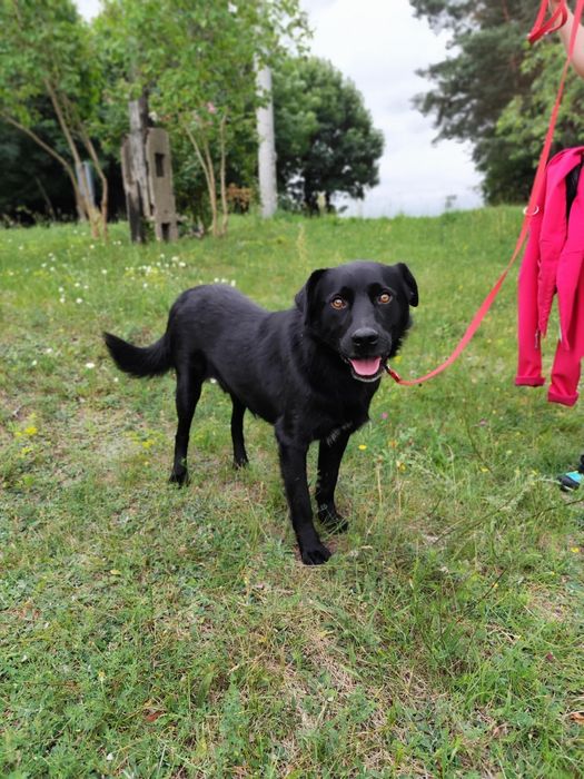 Nasz śliczny Samuraj czeka na dom!