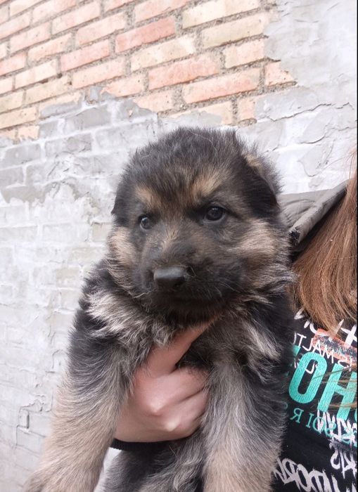 Продам цуциків Німецької вівчарки