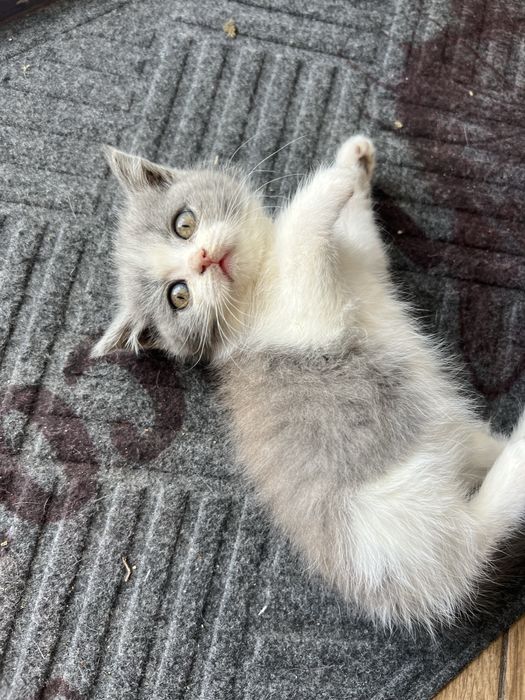 Британські кошенята