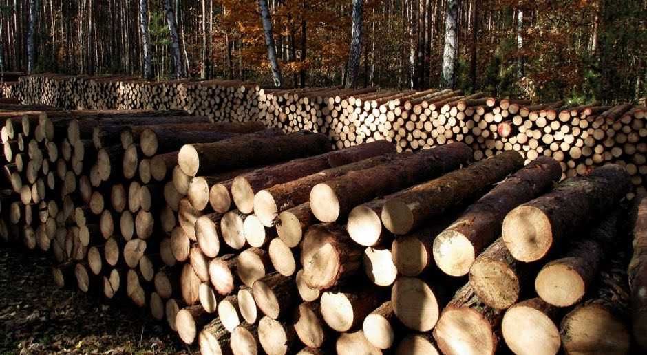 Drewno opałowe do kominka |Suche/mokre | Dąb Jesion Brzoza Olcha Sosna