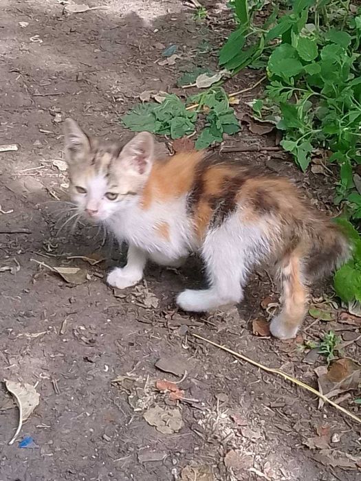 Отдам котенка трехцветку, 1,5 месяца,  девочка