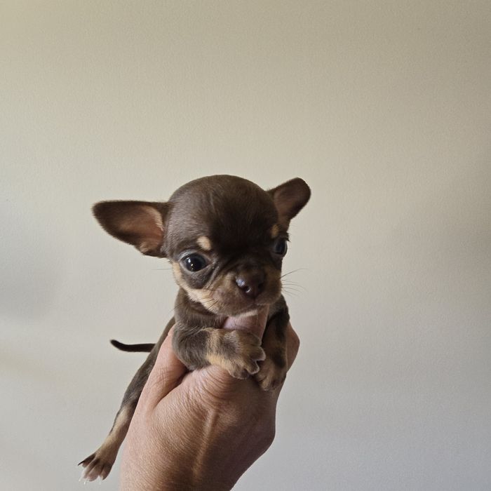 Chihuahua  suczka czekoladowa mini kruszynka