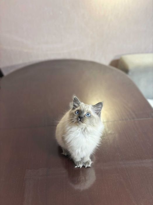 Кошеня Невська маскарадна