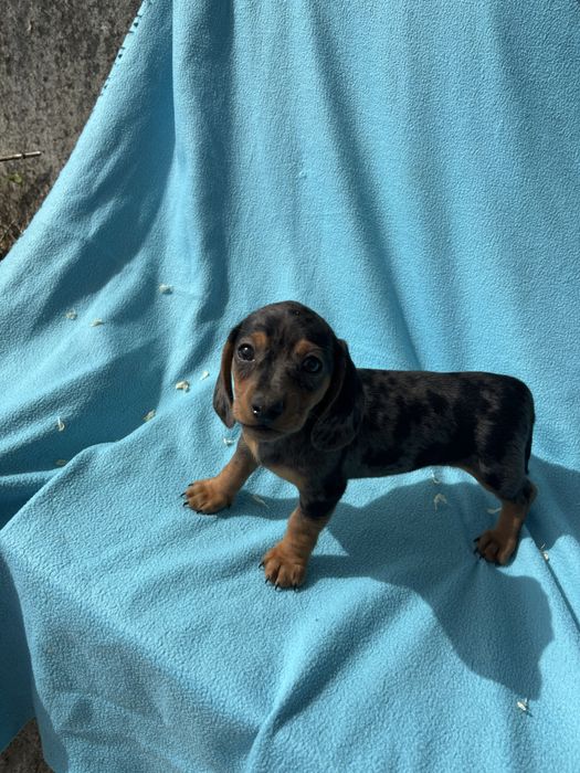 Teckel macho miniatura pelo curto