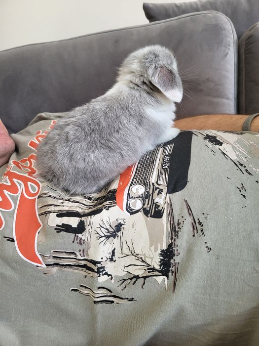 Króliczki mini Lop Hodowla Speet Passion Mini Lop - ZAREZERWOWANA