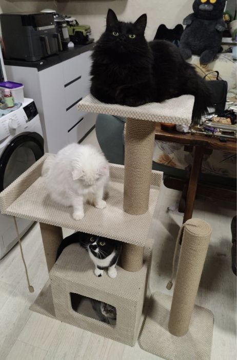 Кігтеточка  комплекс для кота