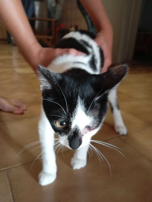 Gatinhos bebés com 4 meses