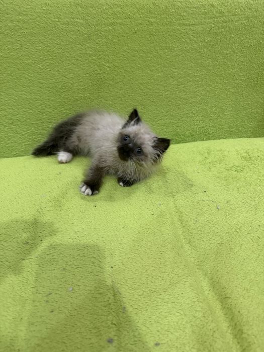Продается кошеня 2,5 місяця