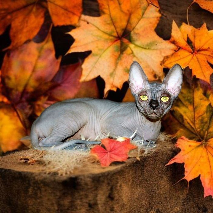 Шукають дім шикарні котики