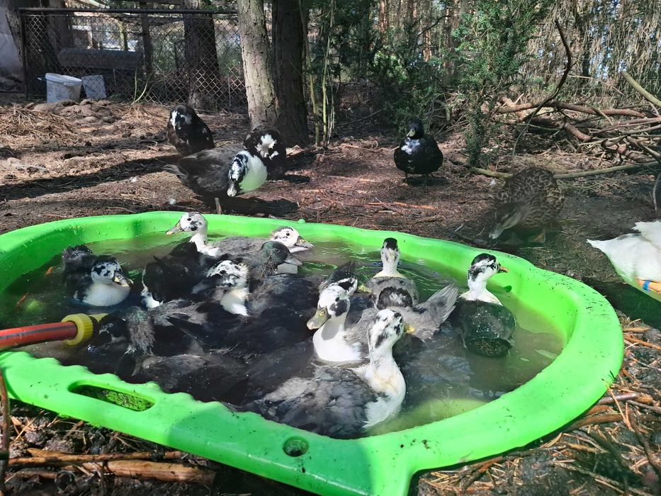 Callduck kaczuszki, kaczęta, kaczki
