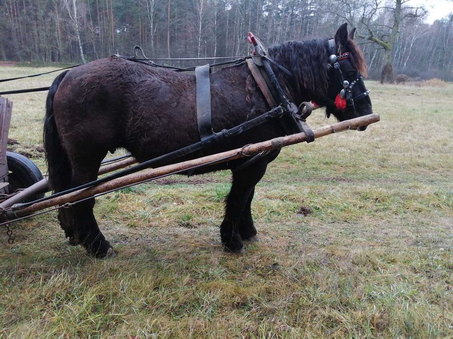 Sprzedam klacz karą 5 lat