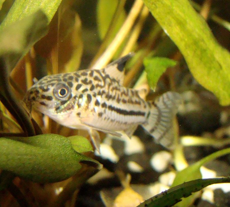 Kirysek lamparci corydoras julii