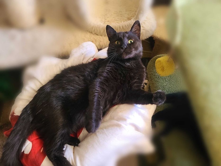 Душа компанії - котусік Філ засидівся в притулку, лагідний та ніжний