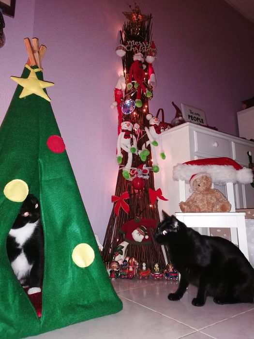 Tipi/cama para gatos/toquinha de gato