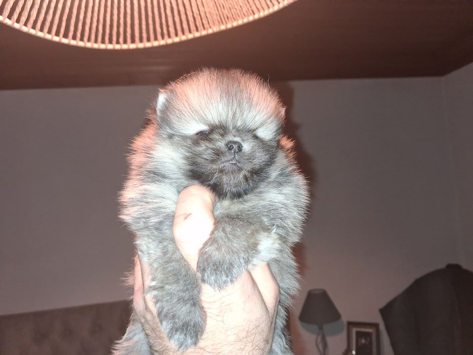 Spitz anão macho lop e afixo ,lulu da pomereania