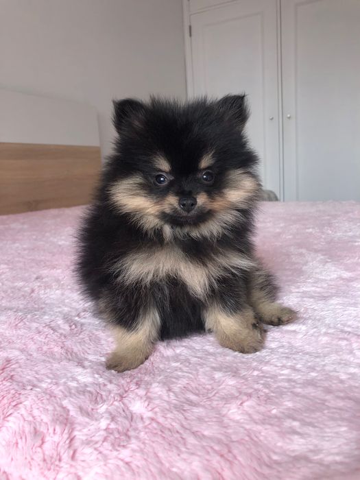Lulu da Pomerânia Mini Macho