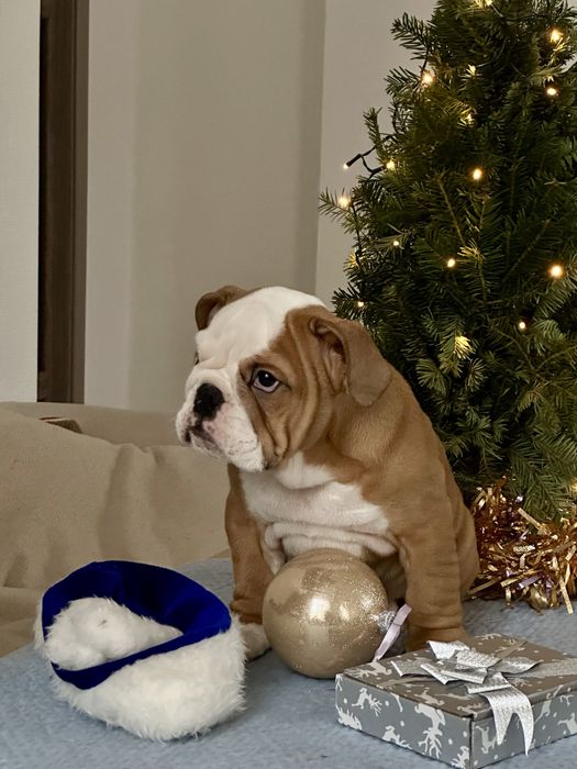 Англійский бульдог