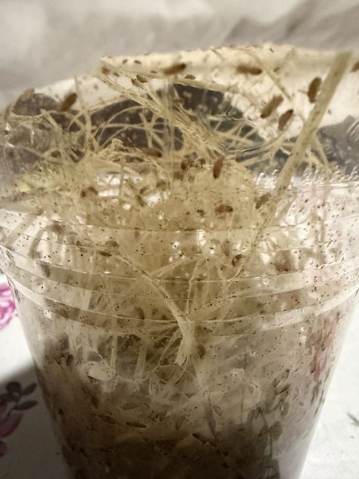 Mosca da fruta “drosophila hydei e melanogaster”