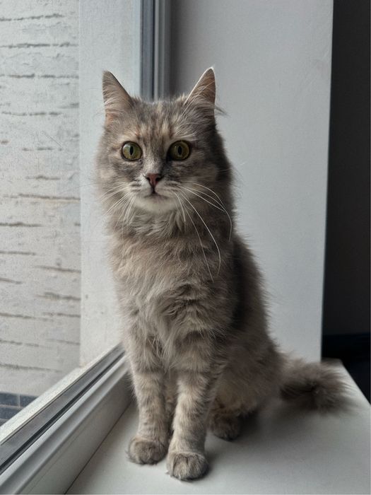 Кішка Фібі шукає новий дім