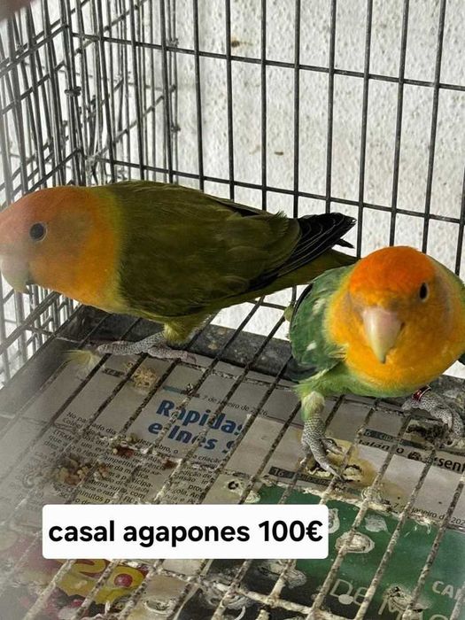 Varios agapones valores por mensagem