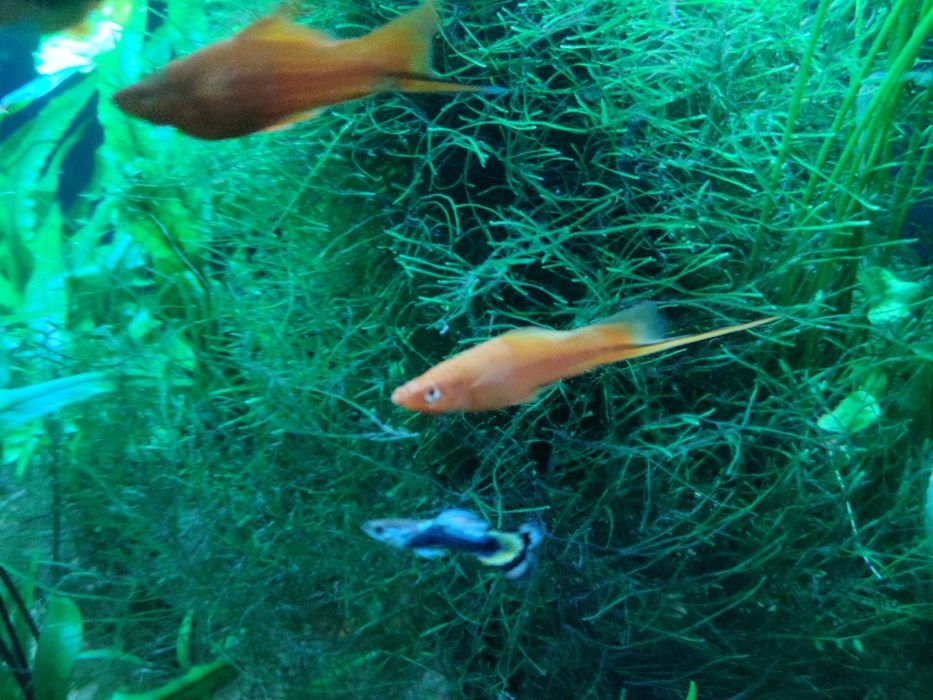 Mieczyki czerwone, samce i samice